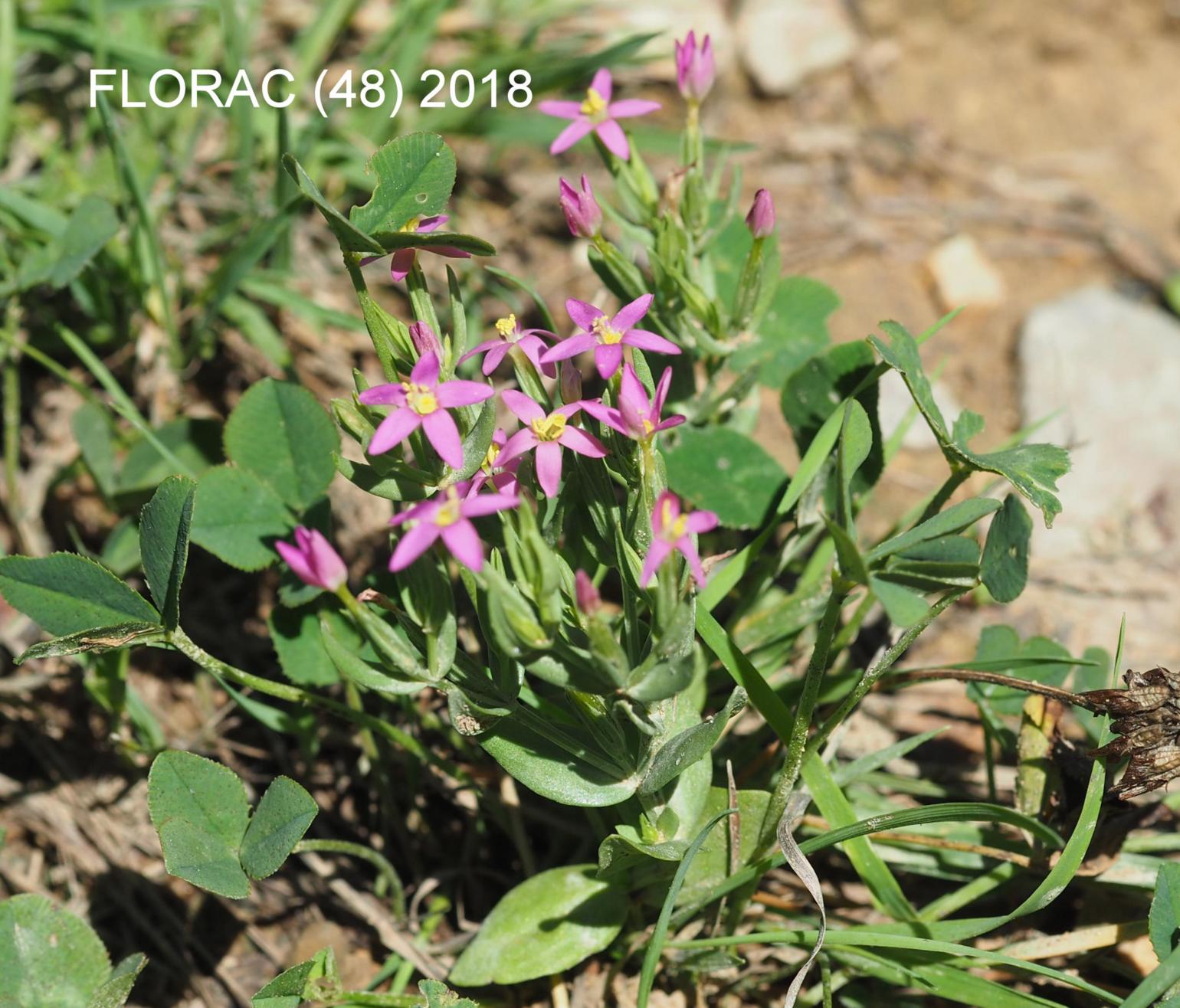 Centaury, Lesser